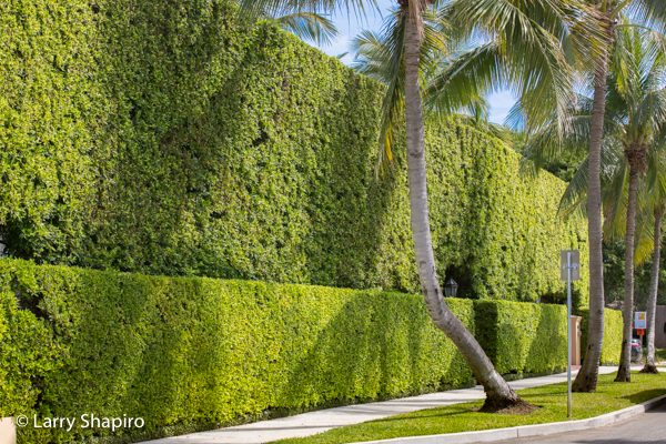 Manicured bushes in Palm Beach
