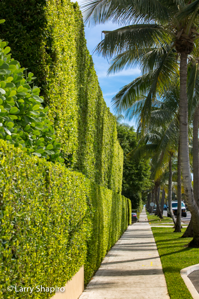 Manicured bushes in Palm Beach