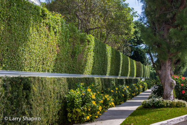 Manicured bushes in Palm Beach