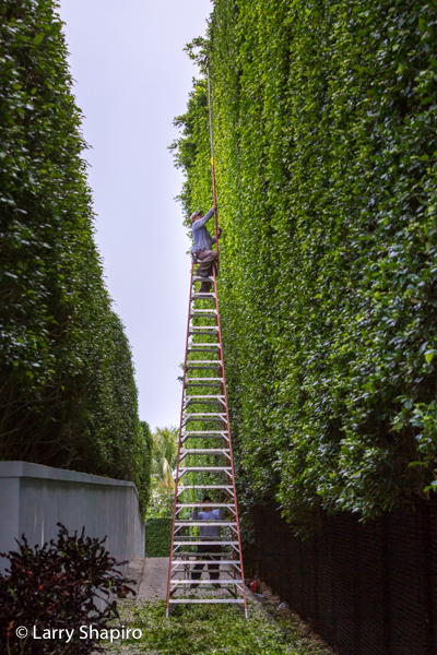Manicured bushes in Palm Beach
