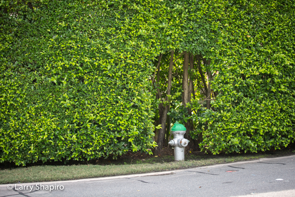 Fire hydrant surrounded by manicured bushes