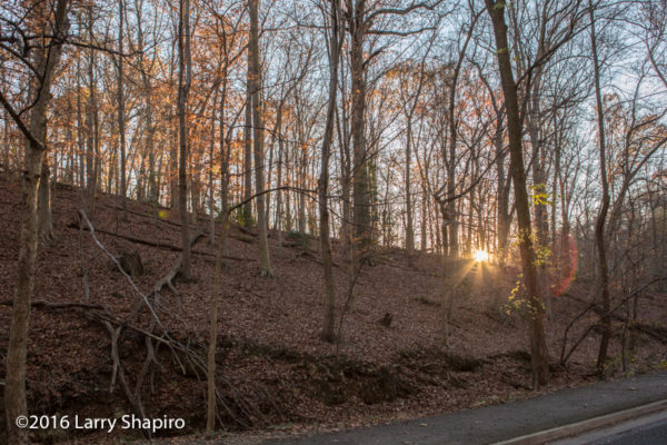 sunset through bare trees