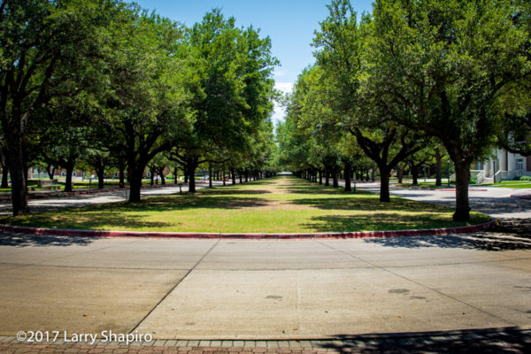 A beautiful tree lined street on the SMU campus.