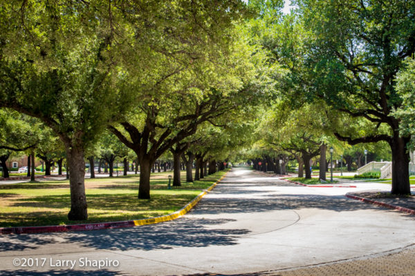 A beautiful tree lined street on the SMU campus.