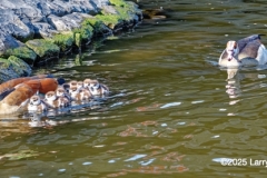 Family of ducks with 11 babies in an Amsterdam canal