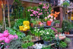 colorful flowers at an Amsterdam store