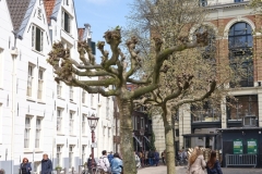 Sycamore Pollard trees outside the Begijnhof in the Spui square