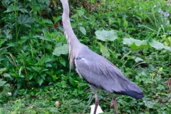 a local came to day hello