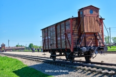 Birkeneu-3379