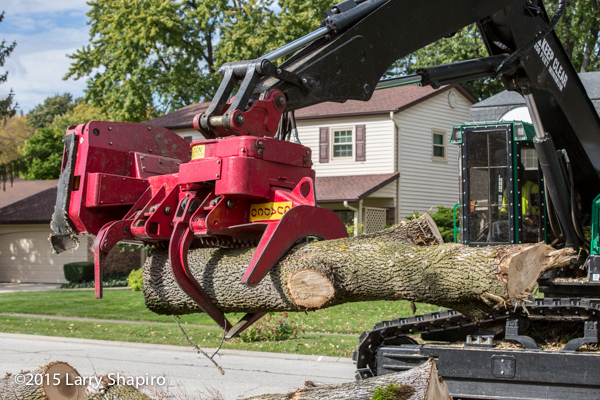 Devastation From The Emerald Ash Borer – Larry Shapiro